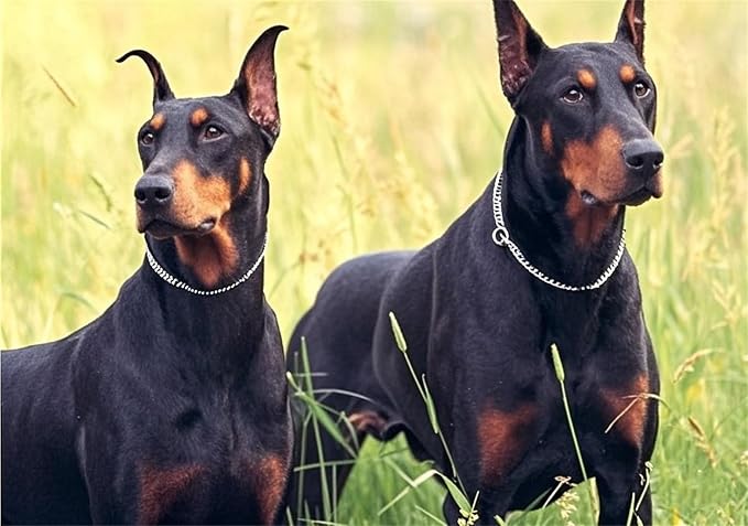 Silver Dog Chain Collar,Metal Slip Link Martingale Dog Collar Heavy Duty Training Dog Collars Boy Girl Puppy Collars for XS Small Medium Large Big Breed Pet,XS