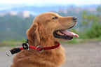 Braided Round Martingale Dog Collar, Training Collar with Slidable Stop Ring and Adjustable Stopper - Ideal for Large Dogs (L(1/2") - 20" Long, Red)