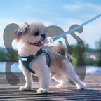 rabbitgoo Dog Harness Small Sized and Leash Set, Step-in Breathable Pet Harness, Soft Walking Reflective Puppy Vest for Small Dogs, Black & Light Blue, XXS