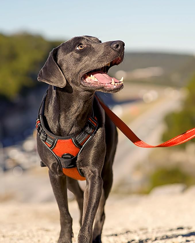 Joytale No Pull Dog Harness Medium Sized Dog, Reflective Pet Vest with Front Clip, Adjustable Soft Padded Harnesses with Easy Control Handle for Training and Walking, Orange, M
