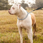 TagME Chain Choke Collar for Dogs, Adjustable Weather Proof Necklace for Large Dogs, Alloy Steel Pet Training Collar