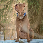 Reflective Martingale Dog Collar - Cartoon Pattern Adjustable No-Pull Training Collar with Safe Choke Chain Design for Medium, Large & XL Dogs(Cartoon XL)