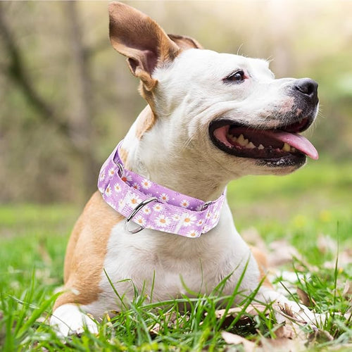1.5 Inch Martingale Dog Collar - No Pull Daisy Design Nylon Training Collar for Medium, Large & XL Dogs | Heavy Duty Adjustable Choke-Free Collar for Large Breed Pets (Purple Daisy M