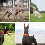 Tactical Dog Collar with Heavy Duty Metal Buckle and Control Handle for Medium Large Dogs Training(Orange, Medium)
