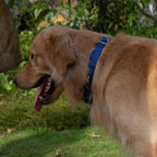 Hyhug Martingale Collar for Dogs Small Blue |Escape - Proof Heavy Duty Nylon Durable No Buckle, Ideal for Training & Daily Walks