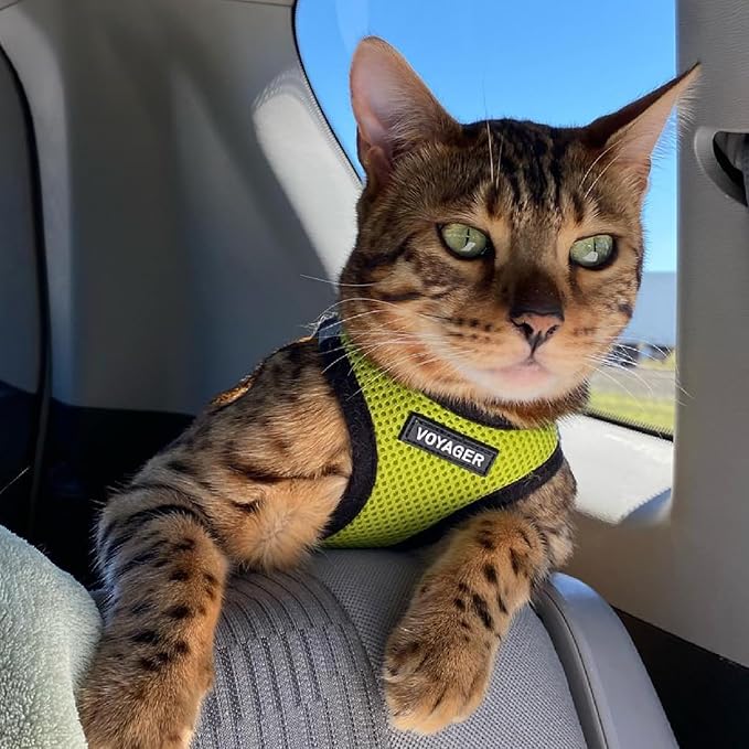 Best Pet Supplies Voyager Step-in Air Harness - All Weather Mesh, Reflective, No Pull Harness for Dogs, Cats - Secure with Hook & Loop Fastener, Buckle, Double D-Rings - Lime Green/Black Trim, XS