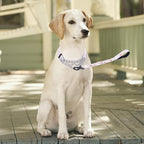 Martingale Dog Collar - Stainless Steel Chain, No Pull Training Collar with Flower Design for Large Medium Small Dogs (S, White1)
