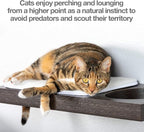 PetFusion Cat Activity Wall Shelves (Available as a 3-Piece Set or Individual Shelf.) Sisal Surfaces for Cat Scratching & Plush to Lounge, Neutral Design & Color Tones. Easy & Secure Wall Mount