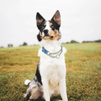 Choke Collar for Dogs - Cartoon Dog Adjustable Training Slip Collar with Chain, Anti Pull Design for Medium & Large Dogs(Medium)
