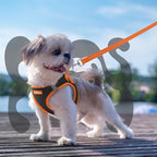 rabbitgoo Dog Harness Small Sized and Leash Set, Step-in Breathable Pet Harness, Soft Walking Reflective Puppy Vest for Small Dogs, Black & Orange, S