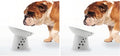 Necoichi Raised Dog Food Bowl, Elevated, for Dogs and Cats, Pets Feeding Feeder Non-Slip for Small Dogs Dishwasher and Microwave Safe, No.1 Seller in Japan! (Dog, Extra Wide Tilted) (Pack of 2)