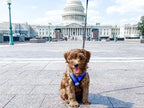 Gooby Comfort X Head In Harness - Blue, Medium - No Pull Small Dog Harness, Patented Choke-Free X Frame - Perfect on the Go Dog Harness for Medium Dogs No Pull or Small Dogs for Indoor and Outdoor Use