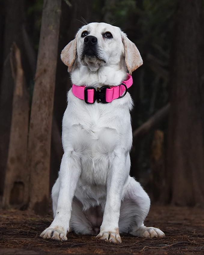 Tactical Dog Collar for Medium Large Dogs, Heavy Duty Dog Collars with Handle, Metal Buckle Dog Training Collar, Thick Large Military Dog Collar for Male. (M, Magenta)