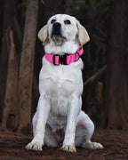 Tactical Dog Collar for Medium Large Dogs, Heavy Duty Dog Collars with Handle, Metal Buckle Dog Training Collar, Thick Military Large Dog Collar. (XL, Mag)