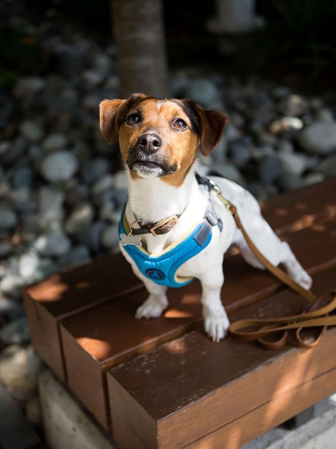 Gooby Escape Free Memory Foam Harness - Blue, Large - No Pull Step-in Small Dog Harness with Four Point Adjustment - Perfect on The Go Dog Harness for Medium Dogs No Pull and Small Dogs