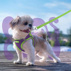 rabbitgoo Dog Harness Small Sized and Leash Set, Step-in Breathable Pet Harness, Soft Walking Reflective Puppy Vest for Small Dogs, Purple & Green, XS