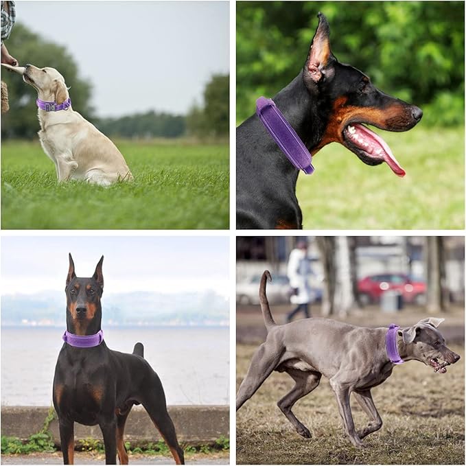 Tactical Dog Collar with Heavy Duty Metal Buckle and Control Handle for Medium Large Dogs Training(Purple, Large)