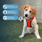 Best Pet Supplies Voyager Step-in Air All Weather Mesh Harness and Reflective Dog 5 ft Leash Combo with Neoprene Handle, for Small, Medium and Large Breed Puppies - Orange/Black Trim, Small