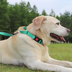 Joytale Martingale Collar for Dogs, Reflective Heavy Duty for Safety, Quick Release Buckle, Adjustable Nylon Collars for Small Dogs Walking Training, Teal,S