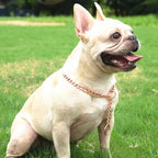 Stainless Steel P Chock Metal Chain -JYHY Dog Necklace Collars Walking Training Pet Supplies for Small Medium Large Dogs (24" (Fits Neck 20" to 22"), Rose Gold)