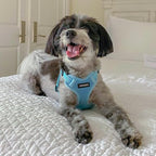 Best Pet Supplies Voyager Adjustable Step-in Flex Breathable Mesh Dog Harness for Small Medium Large Dogs (Baby Blue), XS