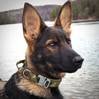 Reflective Tactical Dog Collar Adjustable for Training and Service K9 Dog Collar with Military Nylon Heavy Duty Metal Buckle and Control Handle for Medium and Large Dogs,1.5" Width Brown XL