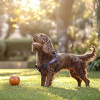 QQPETS Dog Harness Leash Set Adjustable Heavy Duty No Pull Halter Harnesses for Small Medium Large Breed Dogs Back Clip Anti-Twist Perfect for Walking