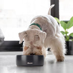 Ceramic Dog Bowl - 5.5-Inch Small & Medium Dog Feeder, Spill Resistant, Heavy Duty Modern Pet Bowl (16 oz) Black