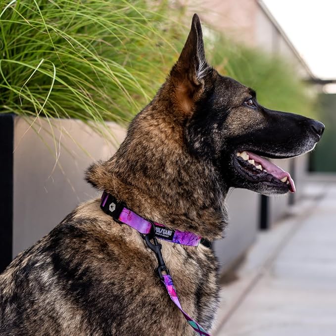 Wolfgang Heavy Duty, Adjustable Dog Collar with Quick Release Nylon Buckle for Walking & Training, Daydream Print, Small