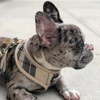 PUPTECK Soft Mesh Dog Harness Small Sized and Leash Set Pet Puppy Cat Comfort Padded Vest No Pull Harnesses, Beige, S