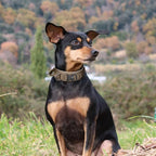 EXCELLENT ELITE SPANKER Tactical Dog Collar Nylon Adjustable Training Collar Military Dog Collar Heavy Duty Metal Buckle with Control Handle for Medium and Large Dogs with Patches(Grey-M)