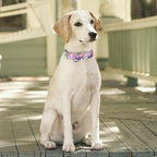 Martingale Dog Collars - Flower Multicolor Cute Patterns, Adjustable Nylon Training Dog Collar Suitable for Boy and Girl Dogs Medium Large Dogs (M, White1)