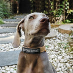 EXCELLENT ELITE SPANKER Nylon Puppy Dog Collar Adjustable Soft Padded Collar Heavy Duty Quick-Release Buckle Lightweight No-Choke for Small Medium Dogs(COB,XS)