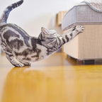 Cat Carpet remnants Cat Scratching Mat Trimmable Self-Adhesive Carpet DIY Climbing Scratcher Scratch Furniture Protector Covering Posts (39.3" x 15.8" Beige)