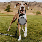 Collapsible Dog Bowl, Lightweight and Portable, Ideal for Travel, Hiking, Camping, and Everyday Use