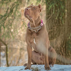 Reflective Martingale Collar with Chain，Pink Leopard Choker Collar for Dogs No Pull Dog Collar for Medium Large XL Dogs(Pink M)