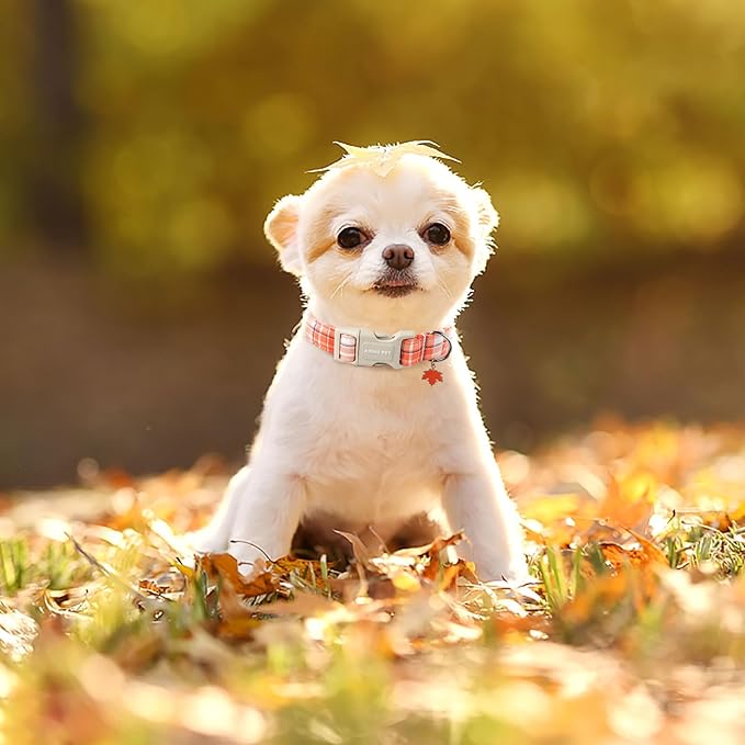 ARING PET Fall Dog Collars, Cute Orange White Plaid Halloween Autumn Pumpkin Maple Leaves Pet Collar with Quick Release Buckle for Small Medium Large Girl Boy Dogs-S