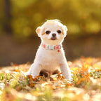 ARING PET Fall Dog Collars, Cute Orange White Plaid Halloween Autumn Pumpkin Maple Leaves Pet Collar with Quick Release Buckle for Small Medium Large Girl Boy Dogs-S