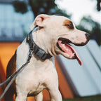 EXCELLENT ELITE SPANKER Tactical Small Puppy Dog Collar Nylon Adjustable Heavy Duty Military for Small Medium and Large Dogs Pet Soft Padded Dog Collar(Grey-S)