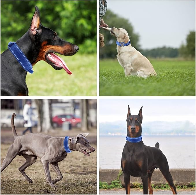 Tactical Dog Collar with Heavy Duty Metal Buckle and Control Handle for Medium Large Dogs Training(Bright Blue, Medium)
