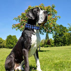1.5 Inches Martingale Collar for X-Large Dogs,with Special Blue Plaid Design, Adjustable Premium No Slip Collar for Girl Boy Dogs(Blue Plaid XL)