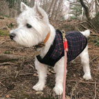 Gooby Fashion Vest Check Dog Jacket - Navy Check, Medium - Warm Zip Up Dog Bomber Vest with Dual D Ring Leash Water Resistant for Small to Medium Dogs