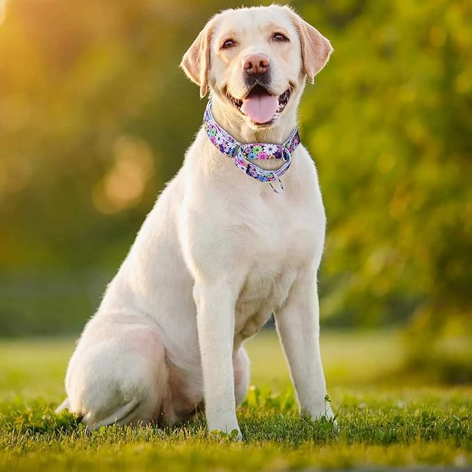 Serijoars Adjustable Martingale Dog Collar Heavy Duty Nylon Dog Collar for Medium Large Dogs Walking Training Boy and Girl Dogs (M, Colourful Daisy)