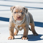 Silver Dog Chain Collar with Secure Buckle & ID Tag, Strong Stainless Steel Cuban Link Chain, Chew Proof Metal Dog Walking Collar for Small Medium Dogs (19MM 12'')