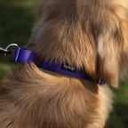 Hyhug Martingale Collar for Dogs Extra Large Purple |Escape - Proof Heavy Duty Nylon Durable No Pull, Ideal for Training & Daily Walks