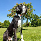 1.5 Inches Martingale Collar for Dogs,Adjustable Heavy Duty Training Collars with Blue African Tribal Mexican Native Boho Pattern, No Slip Dog Collar Perfect for Training, Walking, Hunting(M)