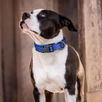 EXCELLENT ELITE SPANKER Reflective Dog Collar Classic Soft Padded Breathable Nylon Adjustable Pet Collar with Quick Release Buckle for Boy Girl Male Female Small Medium Large Dogs Training(Black-XL)
