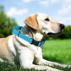 Martingale Collar for Dogs with Quick Release Buckle, Reflective Soft Padded & Escape Proof, Adjustable Nylon Dog Collars for Training & Daily Walking (Aqua Blue,L)