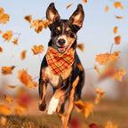 Abbylike 50 Pcs Orange Plaid Dog Bandanas Bulk Check Pattern Bandanas for Dogs Triangle Kerchief Bib Scarf Set for Pet Party Costume Photo Props Accessories Pet Shops, 25 Styles(31.5 x 21.7 x 21.7)