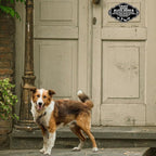 Front Door Do Not Knock or Ring Bell Sign, Crazy Dogs Live Here, No Soliciting - Yard Warning Sign (8 x 5 inch)